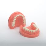 مدل تمرینی پروتز و ترمیمی با لثه سخت (28 عددی)