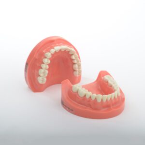 مدل تمرینی پروتز و ترمیمی با لثه سخت (28 عددی)