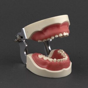 مدل تمرینی اطفال با لثه نرم (24عددی) + آرتیکولاتور