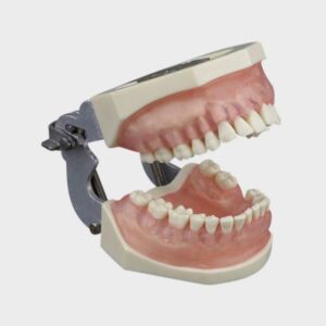 مدل تمرینی پریو با لثه شفاف + آرتیکولاتور
