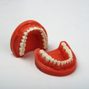 مدل تمرینی پروتز و ترمیمی با لثه سخت (32عددی)
