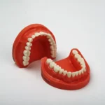 مدل تمرینی پروتز و ترمیمی با لثه سخت فک پایین (14عددی) فک پایین