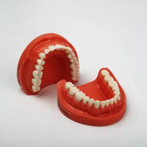 مدل تمرینی پروتز و ترمیمی با لثه سخت فک پایین (14عددی) فک پایین